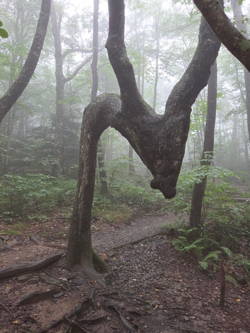 Its Two Upturned Branches Look Almost Like Horns Rising From The Forest