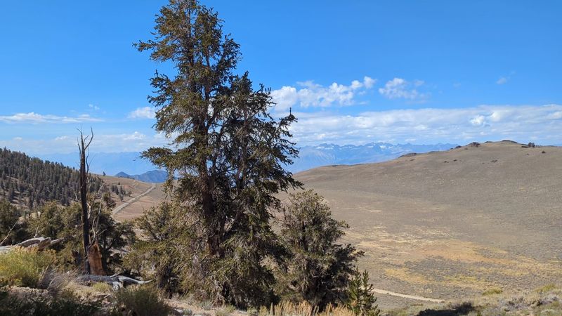Schulman Grove Sits Nearly 10,000 Feet Above Sea Level