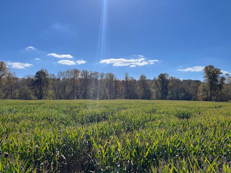 The Etowah River Rolls Past Your Wagon Ride