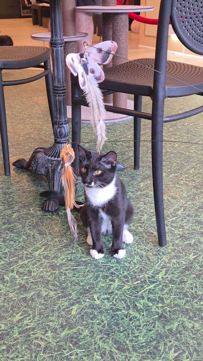 Meet Your Future Cat On Its Own Terms