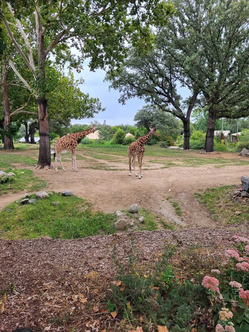 Climb Upstairs, Feed Lettuce To Giraffes, And Even Pet Them At This Nebraska Zoo - Decor Hint A Desert Dome, A Jungle, And A Shark Tunnel Await