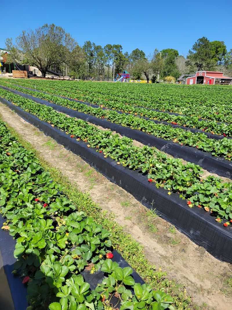 Calhoun Produce, Ashburn
