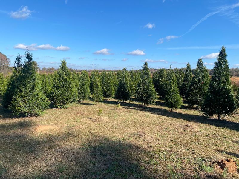 Homestead Christmas Tree Farm