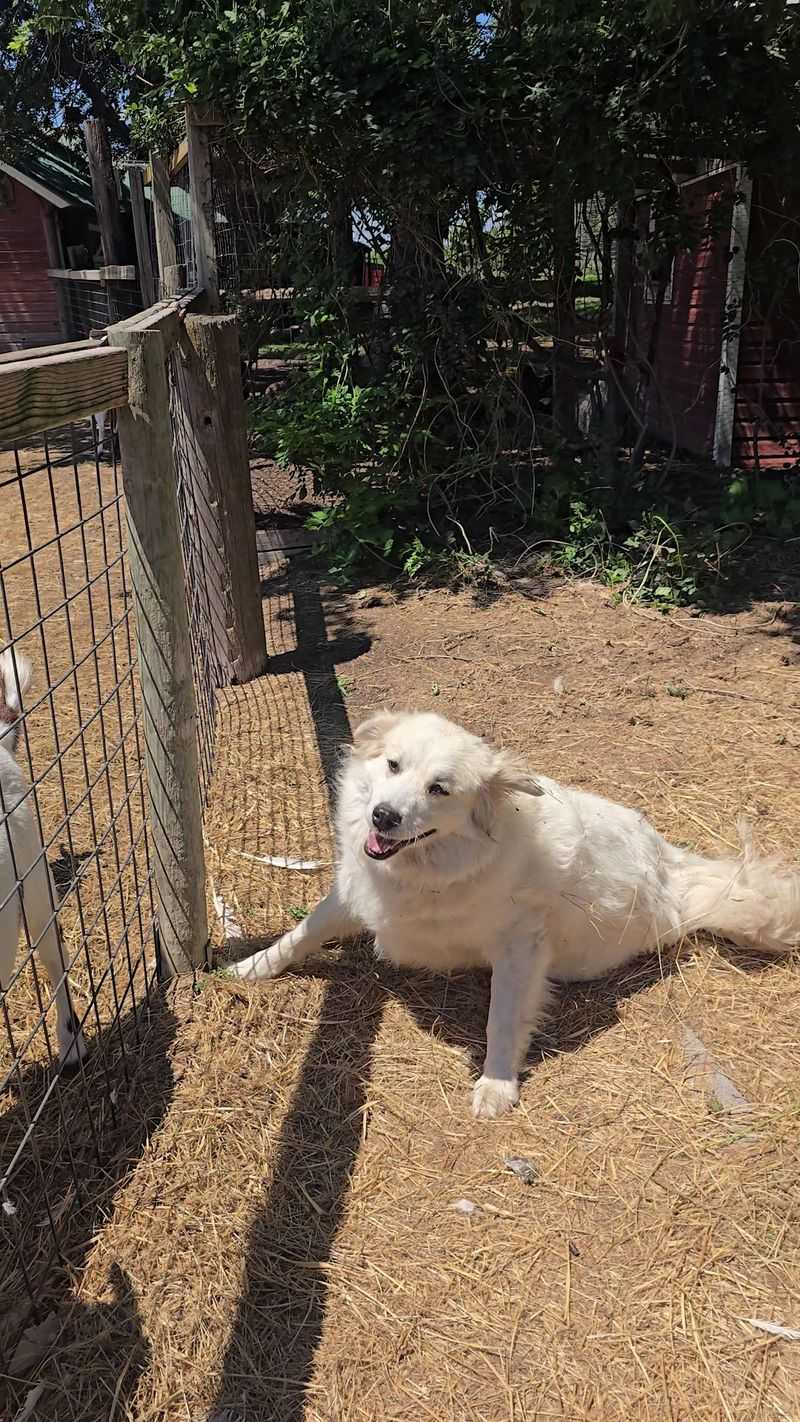 A Fluffy Welcome Committee Might Meet You At The Car