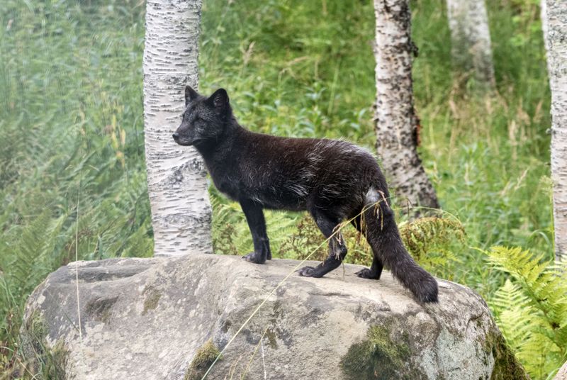A Black Fox Might Be Part Of The Story Too