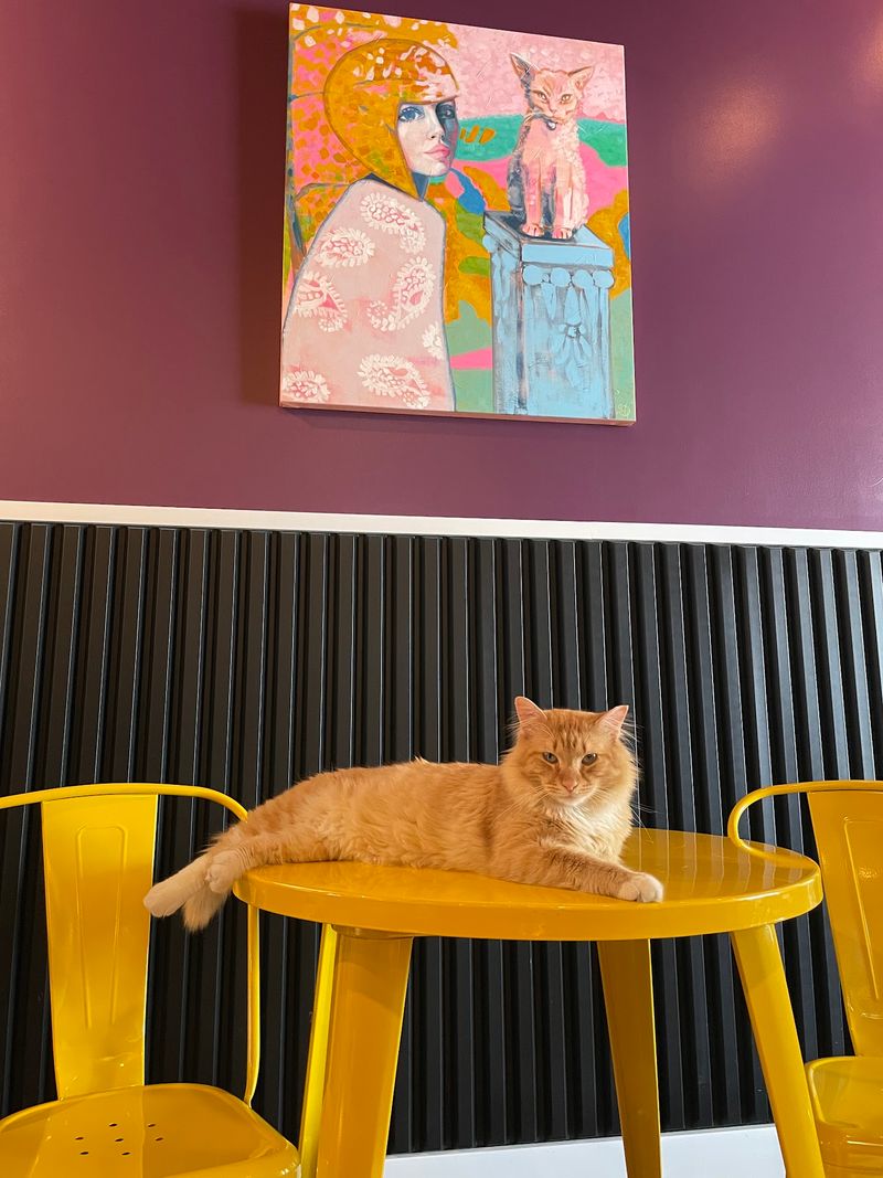 Over 200 Cats Have Found Homes Thanks To This North Carolina Cat Lounge, And One Visit Could Change Your Life - Decor Hint Plan Your Visit Around These Handy Hours
