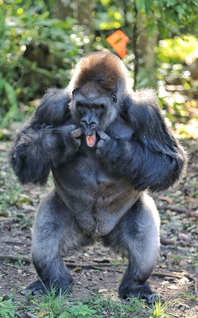 Gorillas, Orangutans, and Mandrills