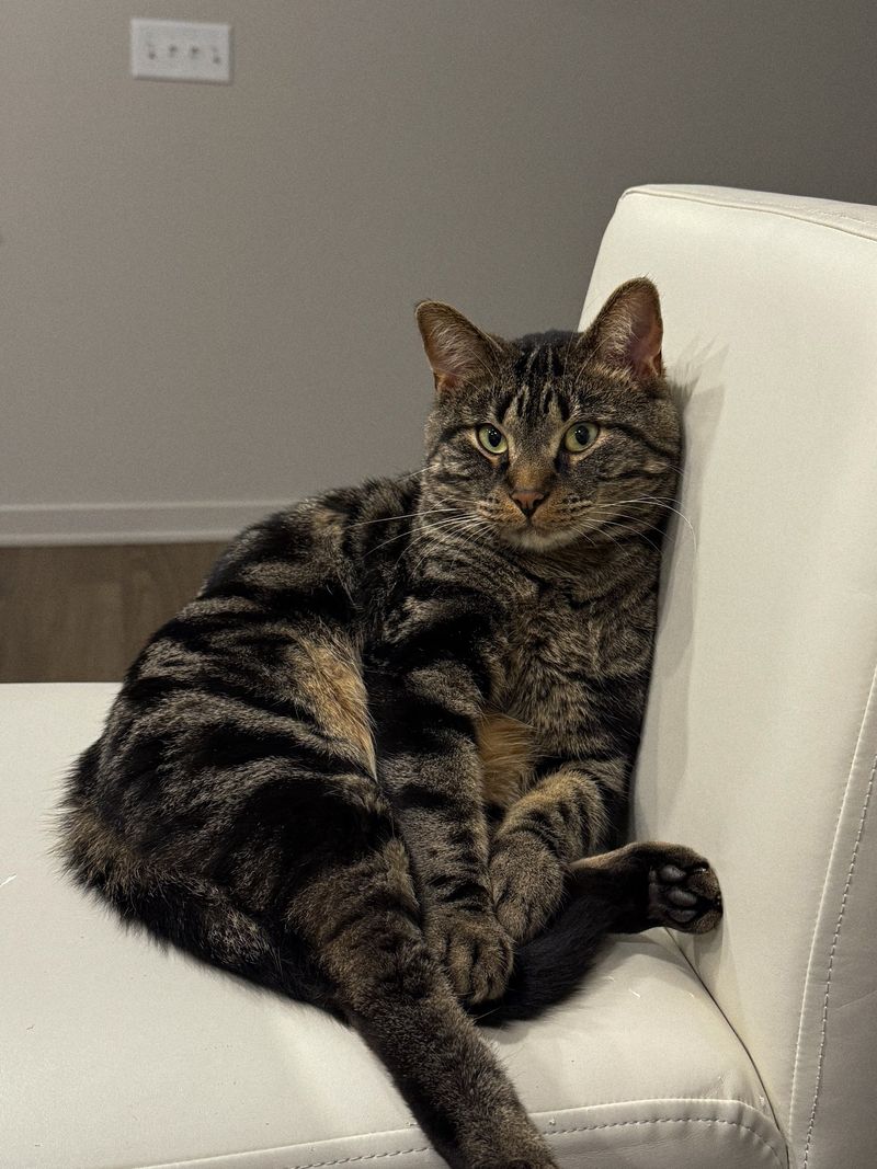Meeting Rooms Built For Unhurried Cat Introductions