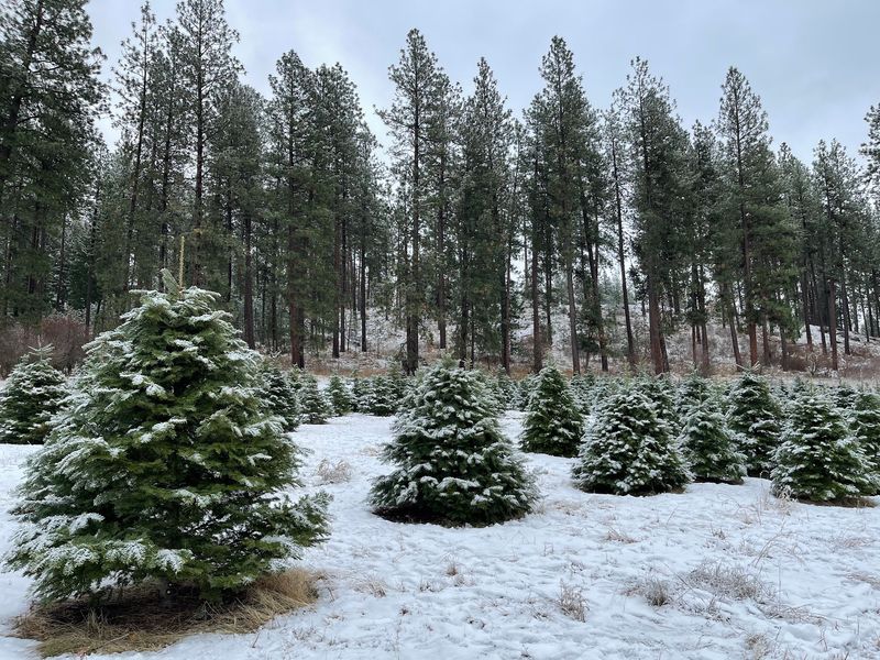 Families Pick Out Their Own Christmas Tree At These 6 Idaho Tree Farms Opening Next Month - Decor Hint Cable Creek