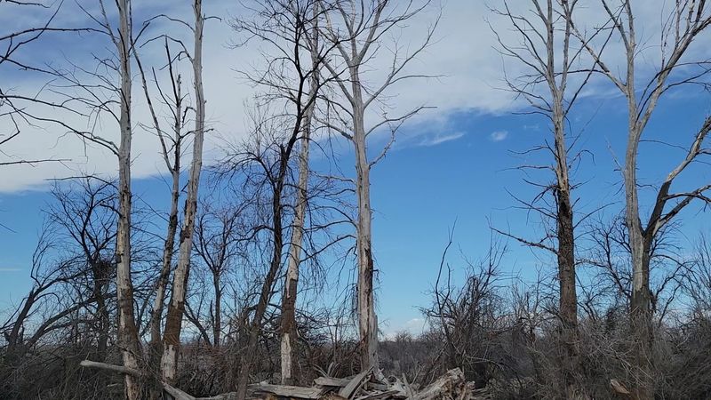 Bald Eagles In The Cottonwoods