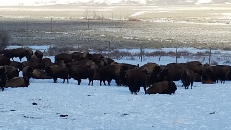 Bison Graze The Pastures At Blackhorn Bison Ranch In Lemhi, Idaho - Decor Hint Nearly Three Hundred Shaggy Neighbors