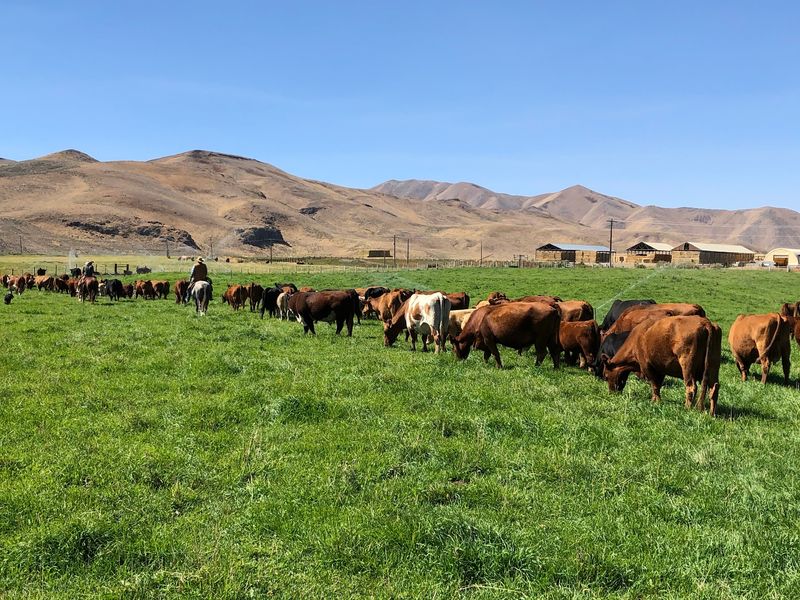 Dalton Cattle