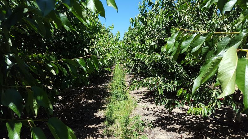 Orchard Country On Sunny Slope