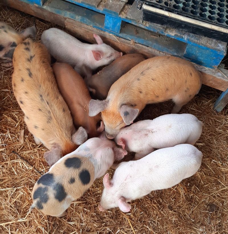 Bacon Lovers, Your Pasture-Raised Moment Has Arrived