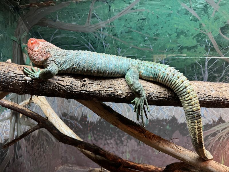 You Can Watch Experts Collect Snake Venom At This Kentucky Zoo With One Of The Biggest Venomous Snake Collections In The World - Decor Hint Several Small Buildings Make This Zoo Easy To Explore