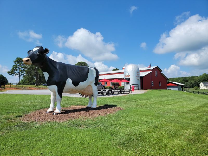 Meet Janie, The Cow Who Never Complains