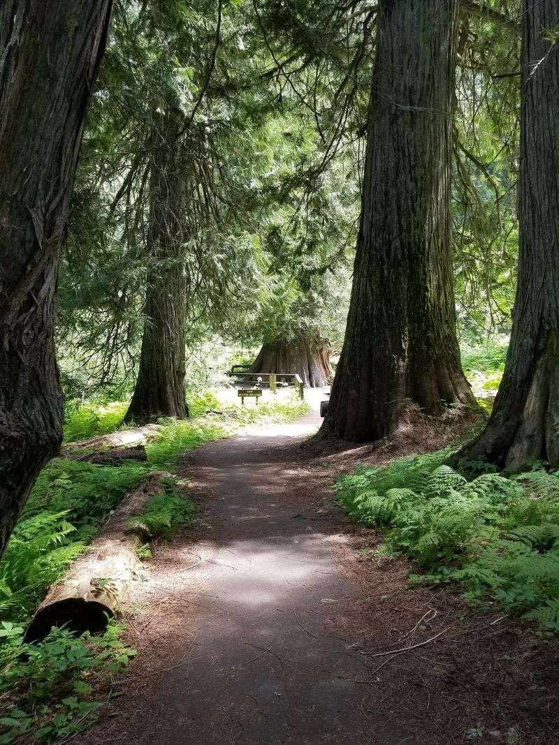 This Idaho Forest Lets You Walk Among Cedars That Were Already Growing Centuries Before Statehood - Decor Hint Follow The Brown Signs, Not Your Phone
