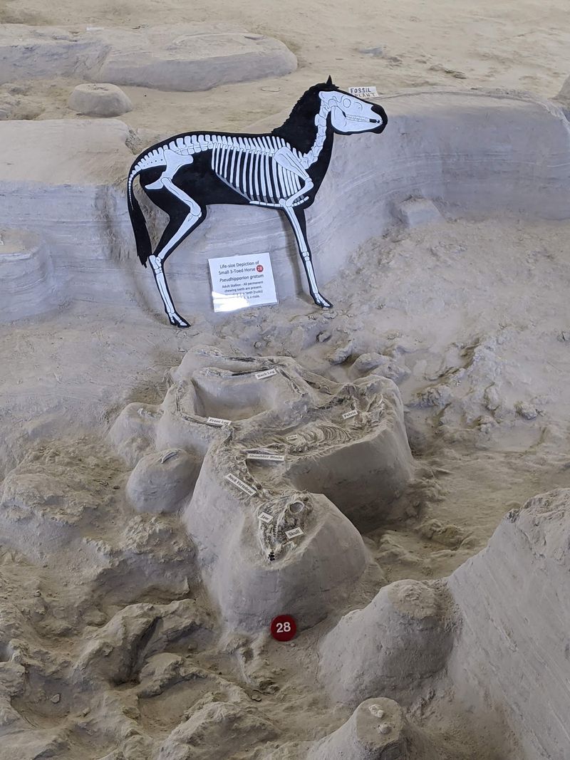 Three-Toed Horses, Camels And Other Surprising Residents
