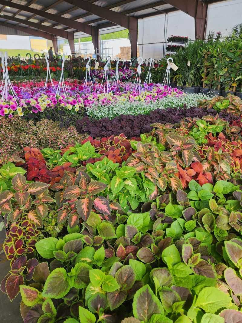 Flower Lovers Get Two Seasons Of Pure Color