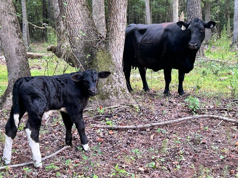 R&B Rhyne Farms