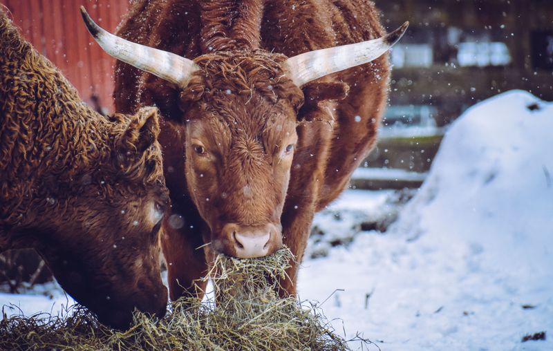 Ranchers Who Climbed Into Barns
