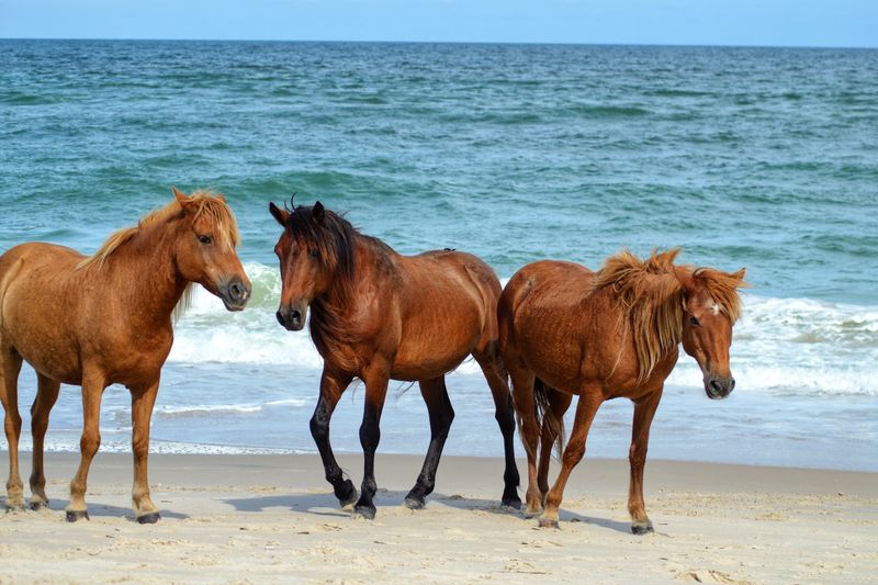 Assateague Island National Seashore, Berlin