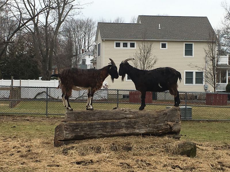 Lewis Oliver Farm Sanctuary, Northport