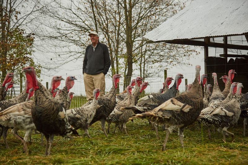 This Kentucky Farm Raises Heritage Turkeys You Can Order For Your Holiday Table - Decor Hint Curious How It All Works? A Farm Tour Spells It Out
