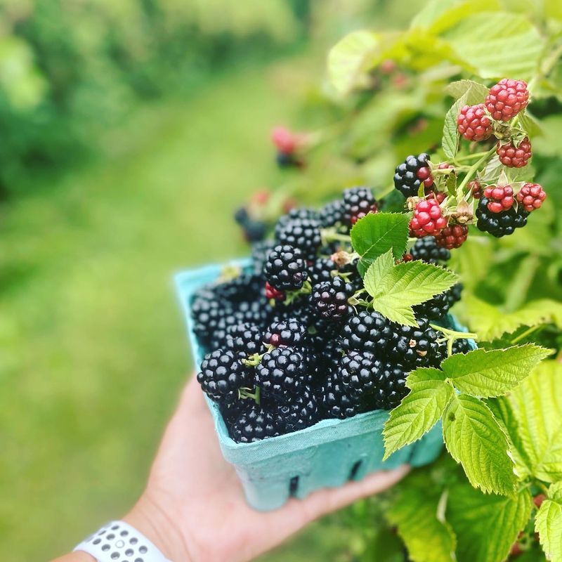 Pick It, Then Eat It at Weaver's Orchard