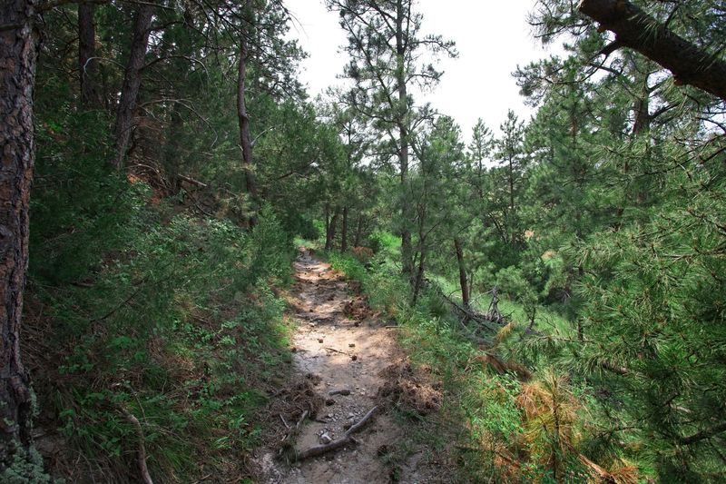 Trails That Climb, Twist, And Wander Through Pines
