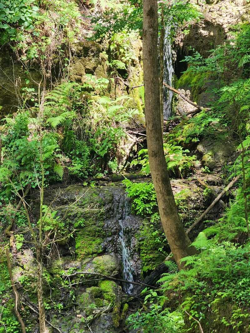 A Pocket Rainforest Below Florida's Flatlands
