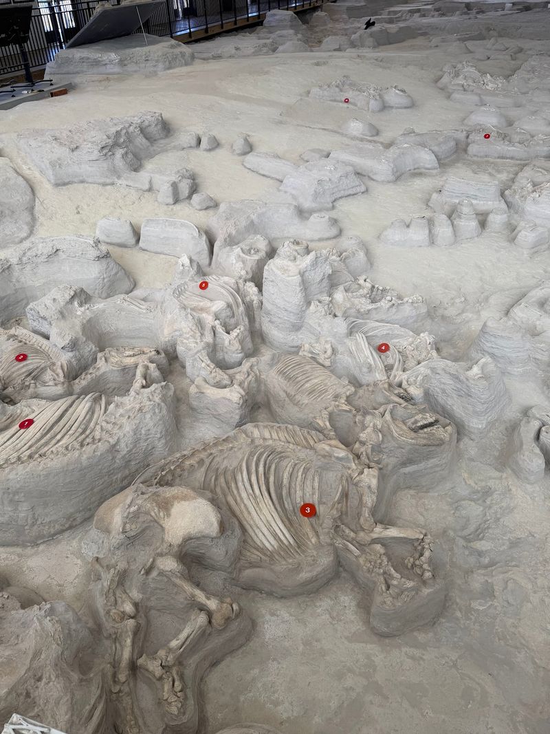 Skeletons Left Exactly Where They Fell Inside The Hubbard Rhino Barn