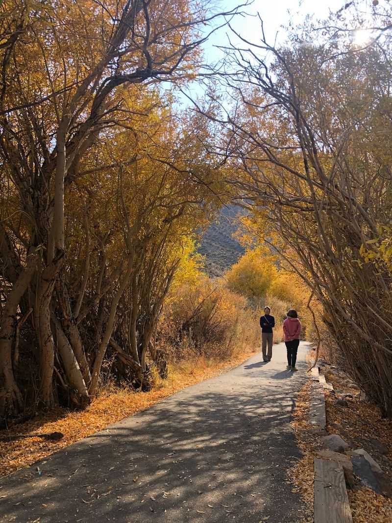 Golden Aspens Steal The Show