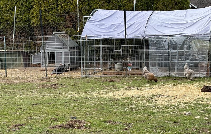 Lina Lou's Farm Rescue, Inc.