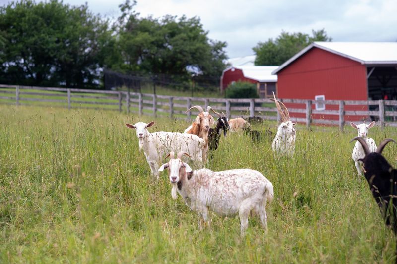 Farm Sanctuary, Watkins Glen