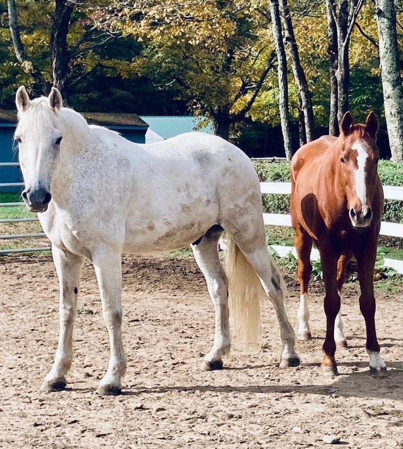 Blue Sky Farm And Sanctuary, Canterbury