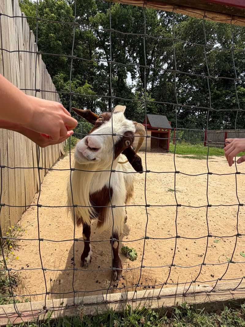 The Farm Friends Know Exactly Where The Snacks Are