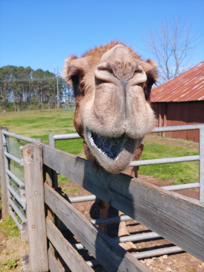 Camels Who Know A Carrot When They See One