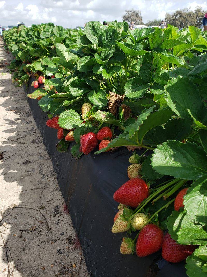 Spivey Farms