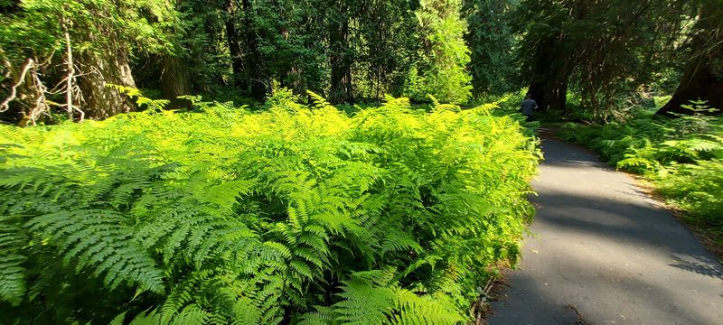 This Idaho Forest Lets You Walk Among Cedars That Were Already Growing Centuries Before Statehood - Decor Hint A Paved Loop That Asks Almost Nothing Of Your Knees
