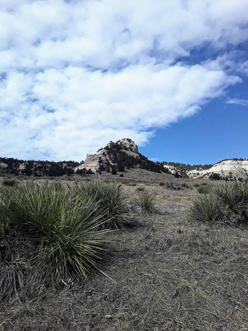 Wildflowers Add Color Between The Rocks