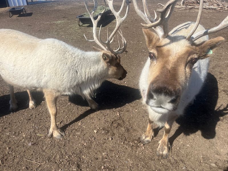 Class Is In Session, And The Teacher Has Antlers