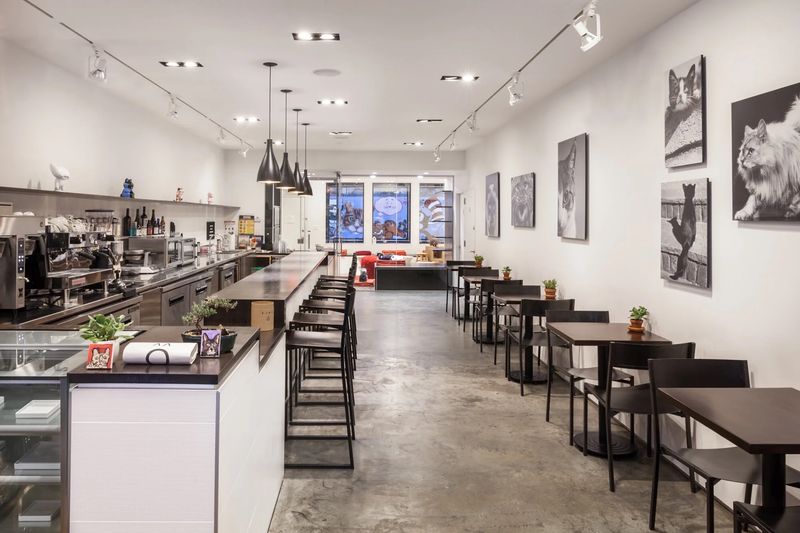 Kokoro Cat Café