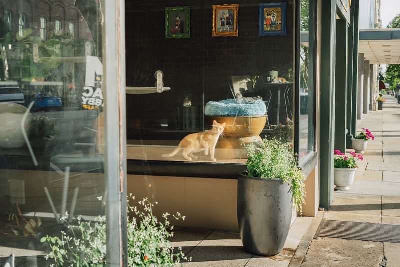 Over 200 Cats Have Found Homes Thanks To This North Carolina Cat Lounge, And One Visit Could Change Your Life - Decor Hint Cozy Window Seats Make It Hard To Leave