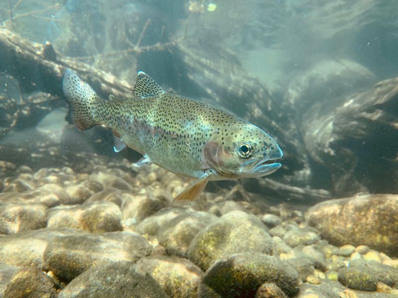 Underwater Windows Give You A Real Fish-Eye View