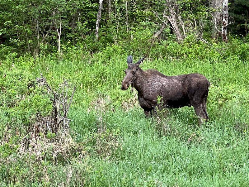 This Idaho Rail Trail Stretches Over 70 Paved Miles, Perfect For A Family Bike Day - Decor Hint Keep Your Eyes Peeled For Moose Along The Wetlands