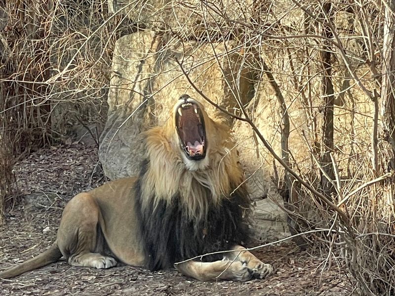 Tigers, Penguins, and a Komodo Dragon on One Short Loop