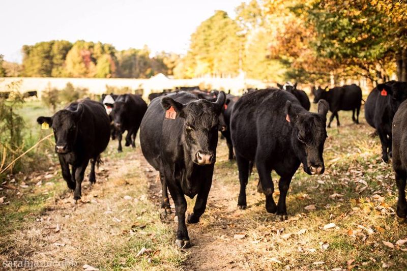 Keener Farms Natural Fed Beef
