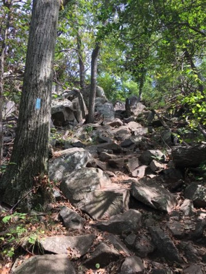 Rocky Hillsides Make A Snake's Dream Neighborhood
