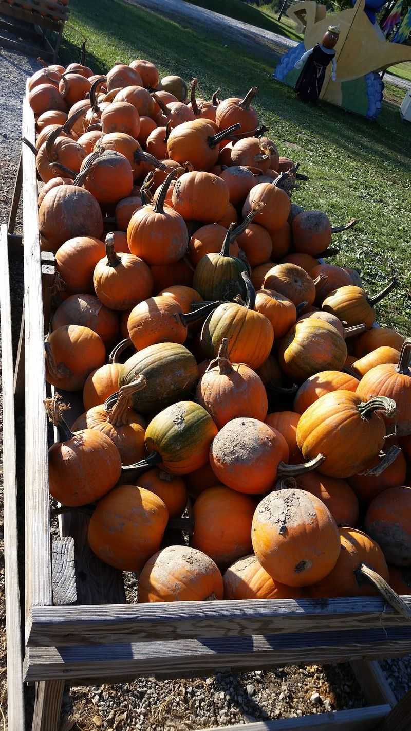 A Giant Corn Maze Comes With A Pumpkin Prize